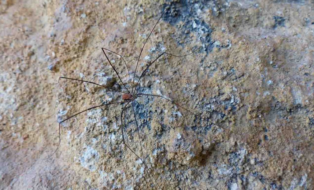 How High Can A Spider Climb?