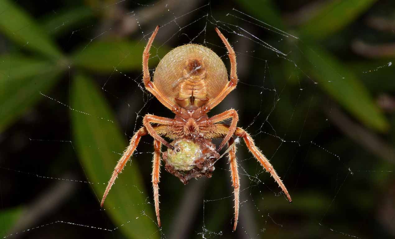 spider orb eating