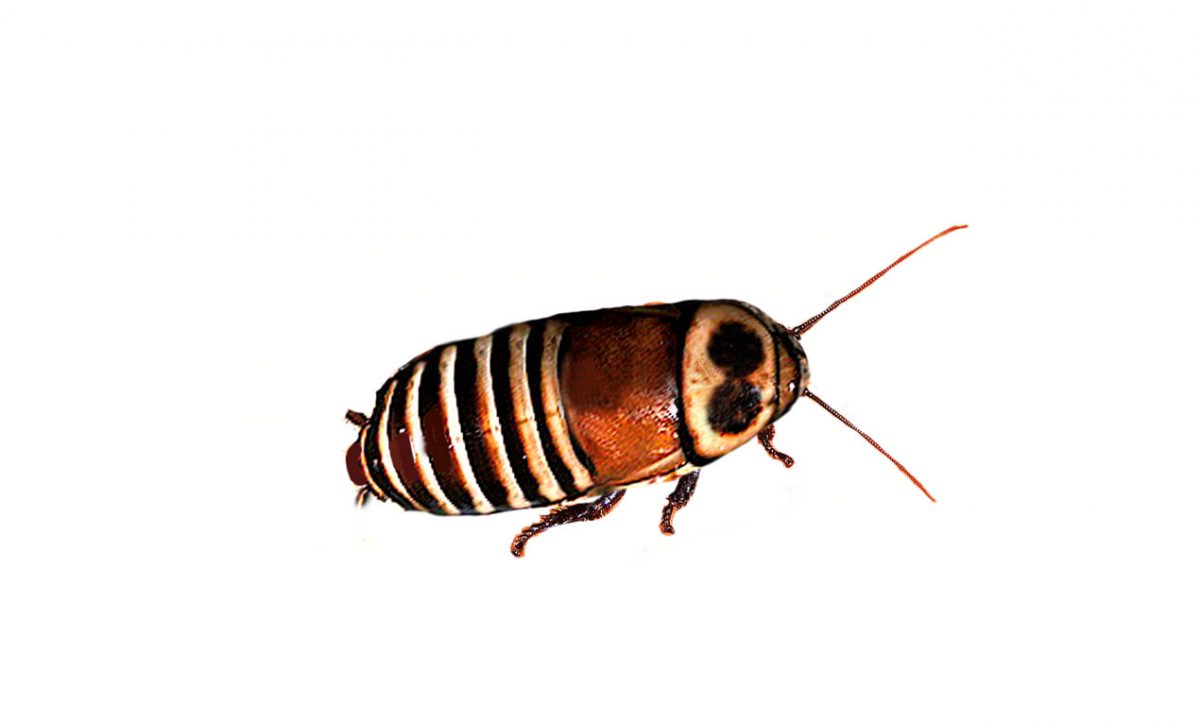 Zebra Cockroach (All You Need To Know)