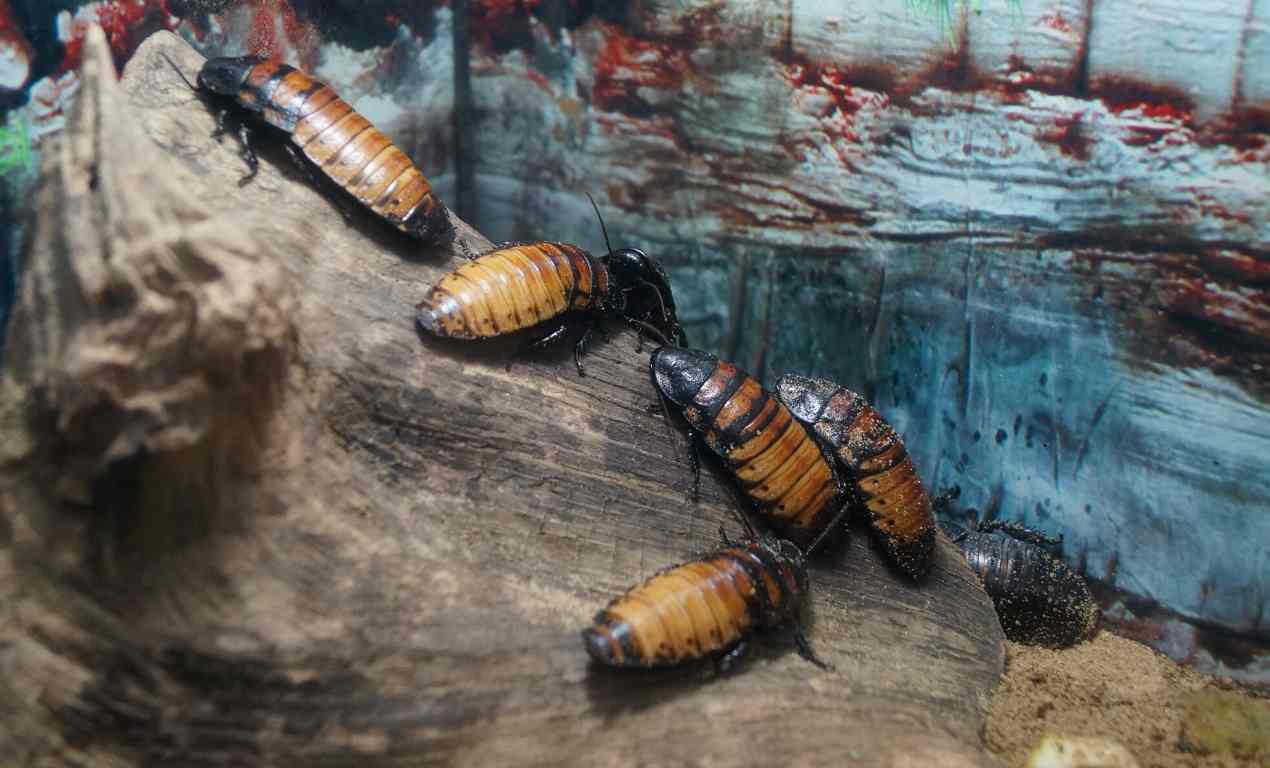 Do Cockroaches Bleed?