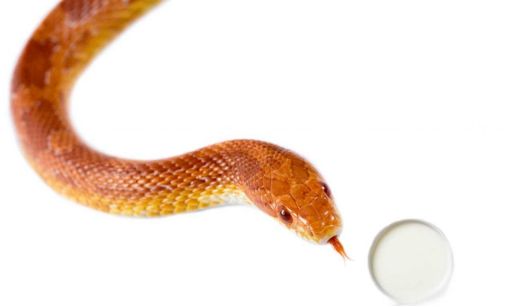 Do Snake Drink Milk?