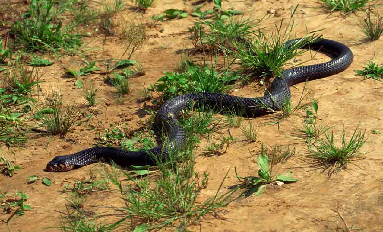 Snake Slithering 