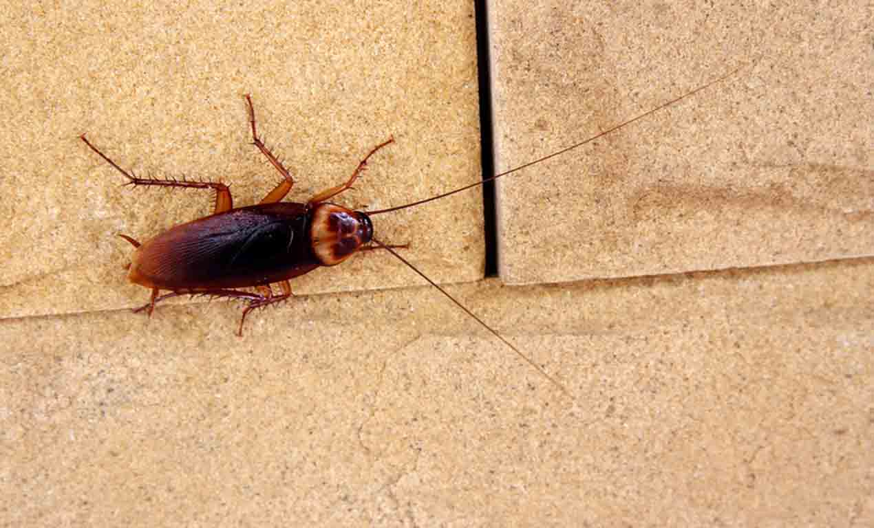 cockroach in bathroom 