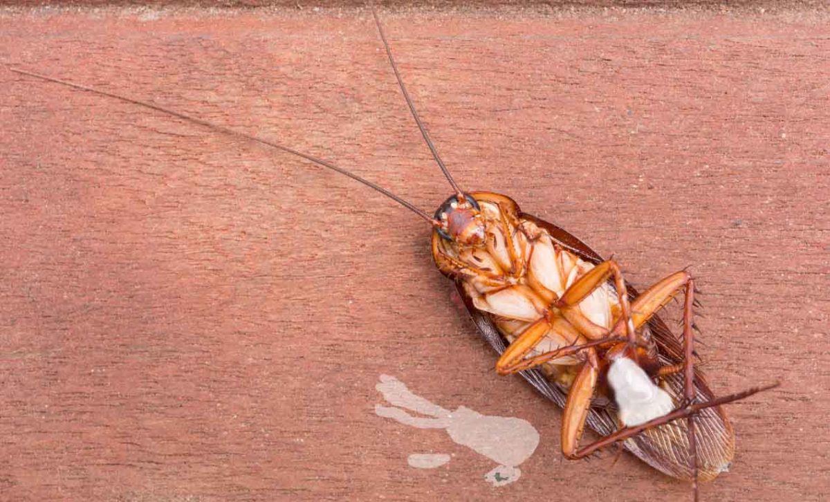 Do Cockroaches Bleed?