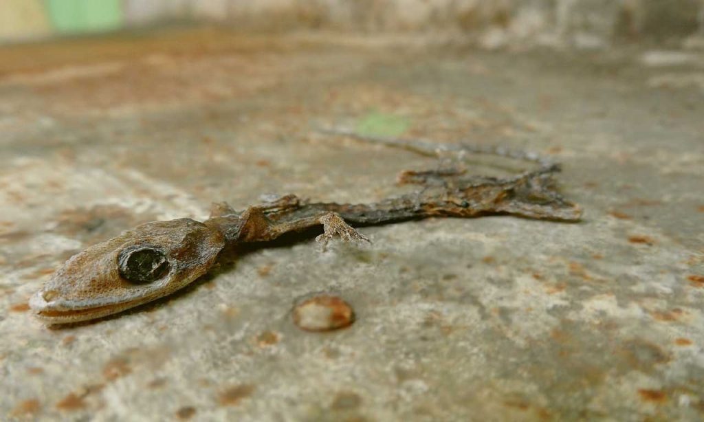 dead lizard