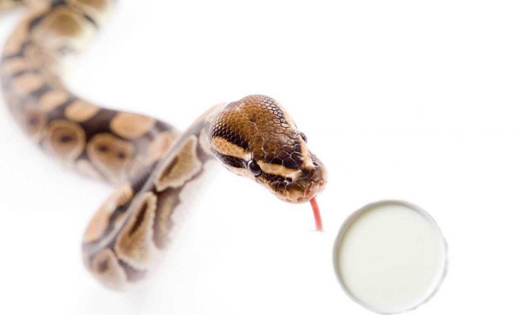 do snake drink milk