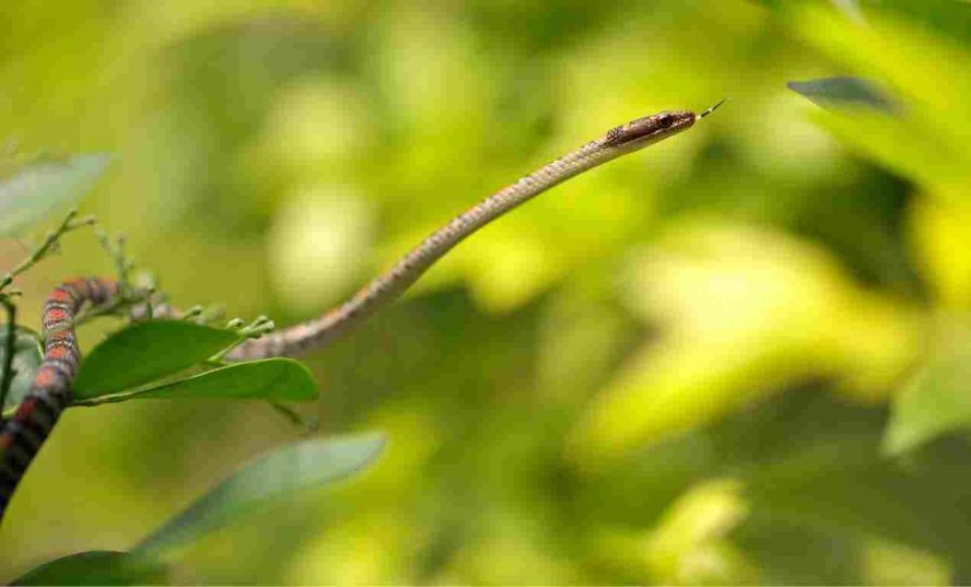 Can Snakes Climb Walls?