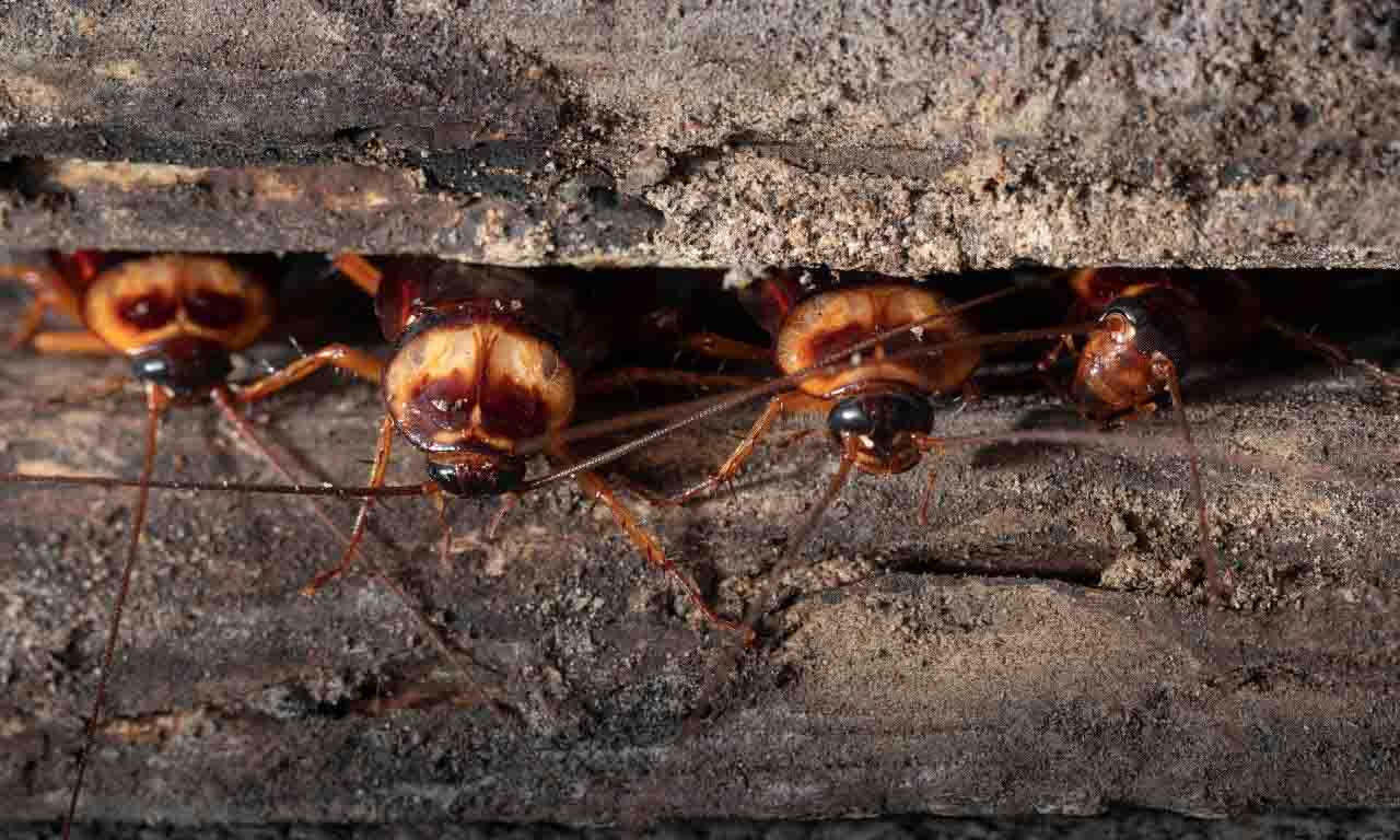 sleeping cockroaches