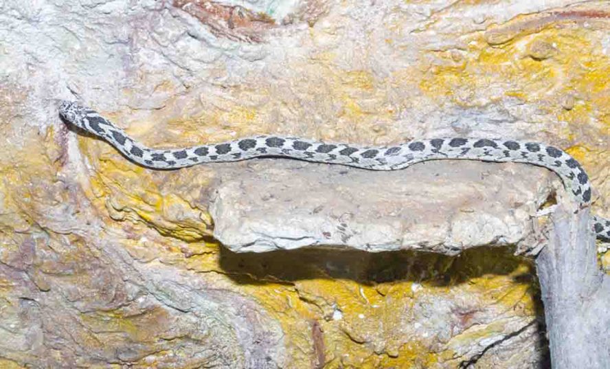 snake climbing wall