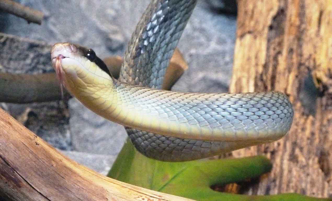 snake climbing tree