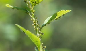 Aphid Infestation