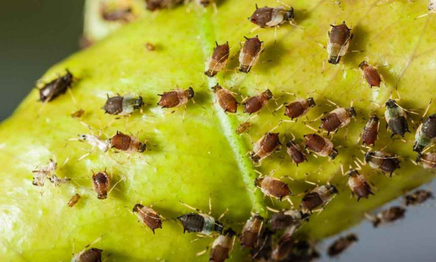How To Get Rid Of Aphids