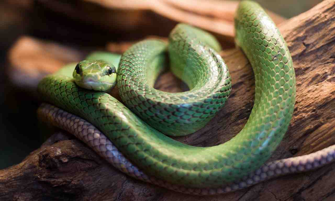 Can snakes see colour
