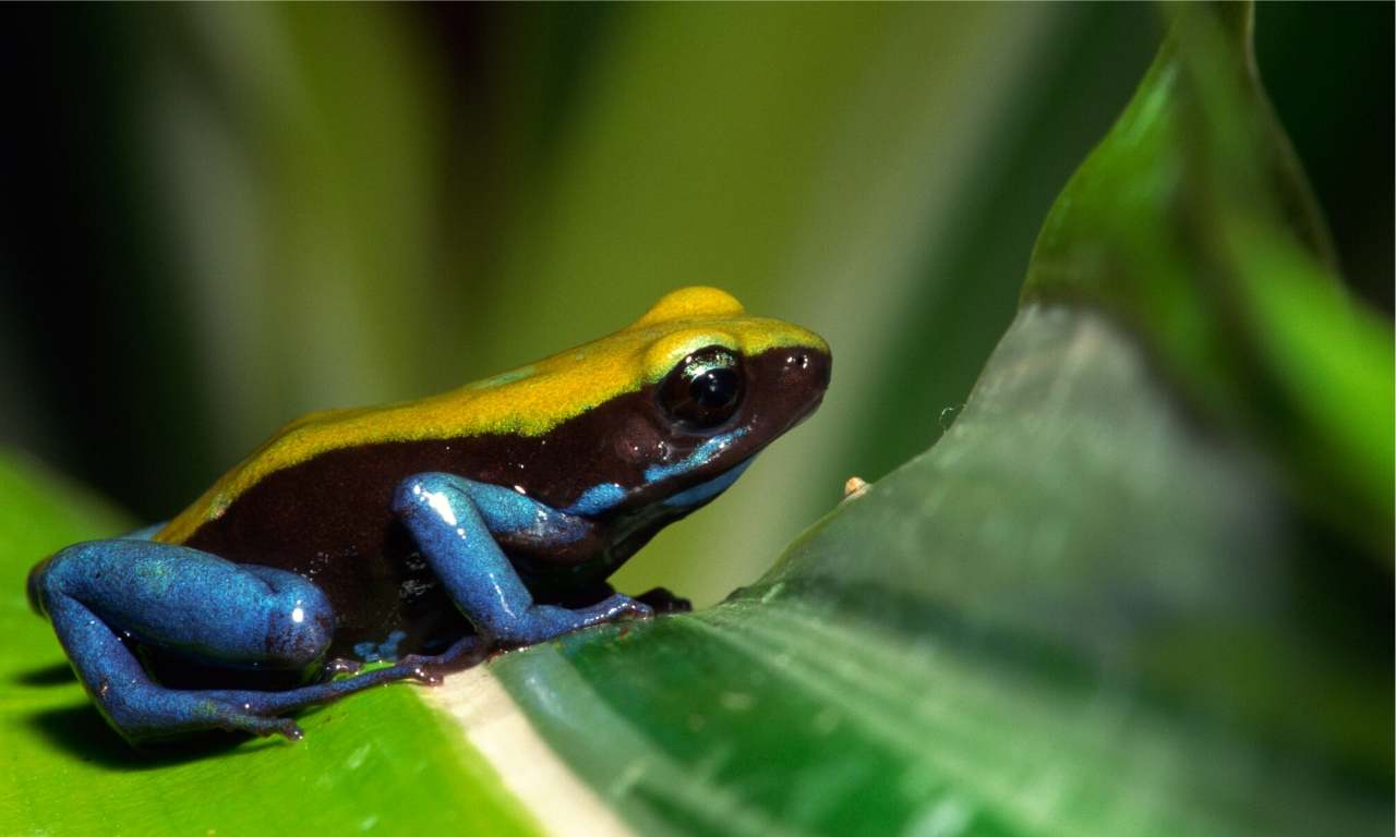 Dart Frog