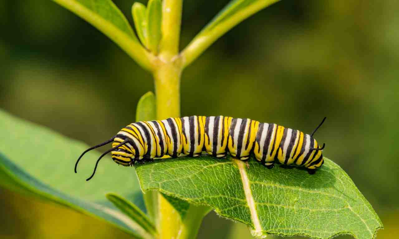 Monarch Caterpillar