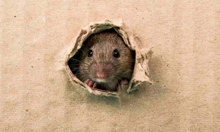 Rats Biting Cardboard Pest Removal Warrior
