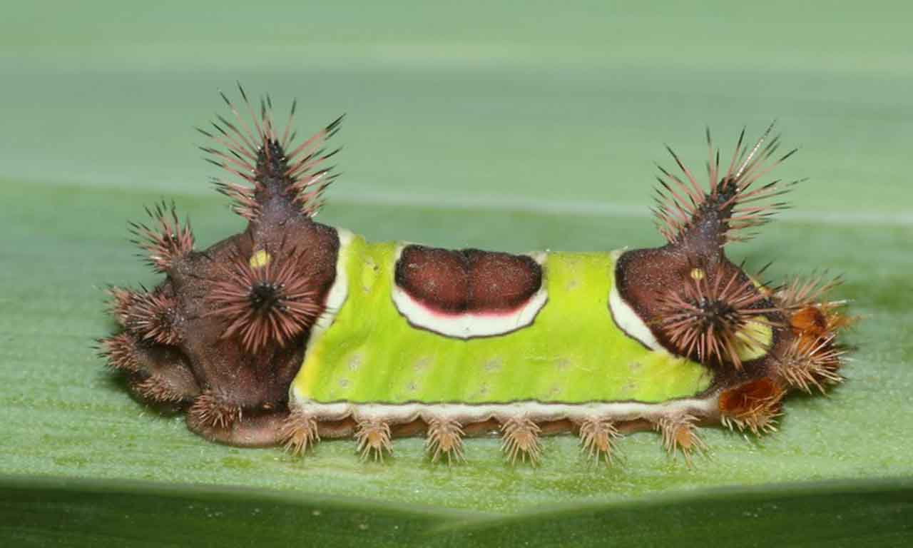 Saddleback Caterpillar 