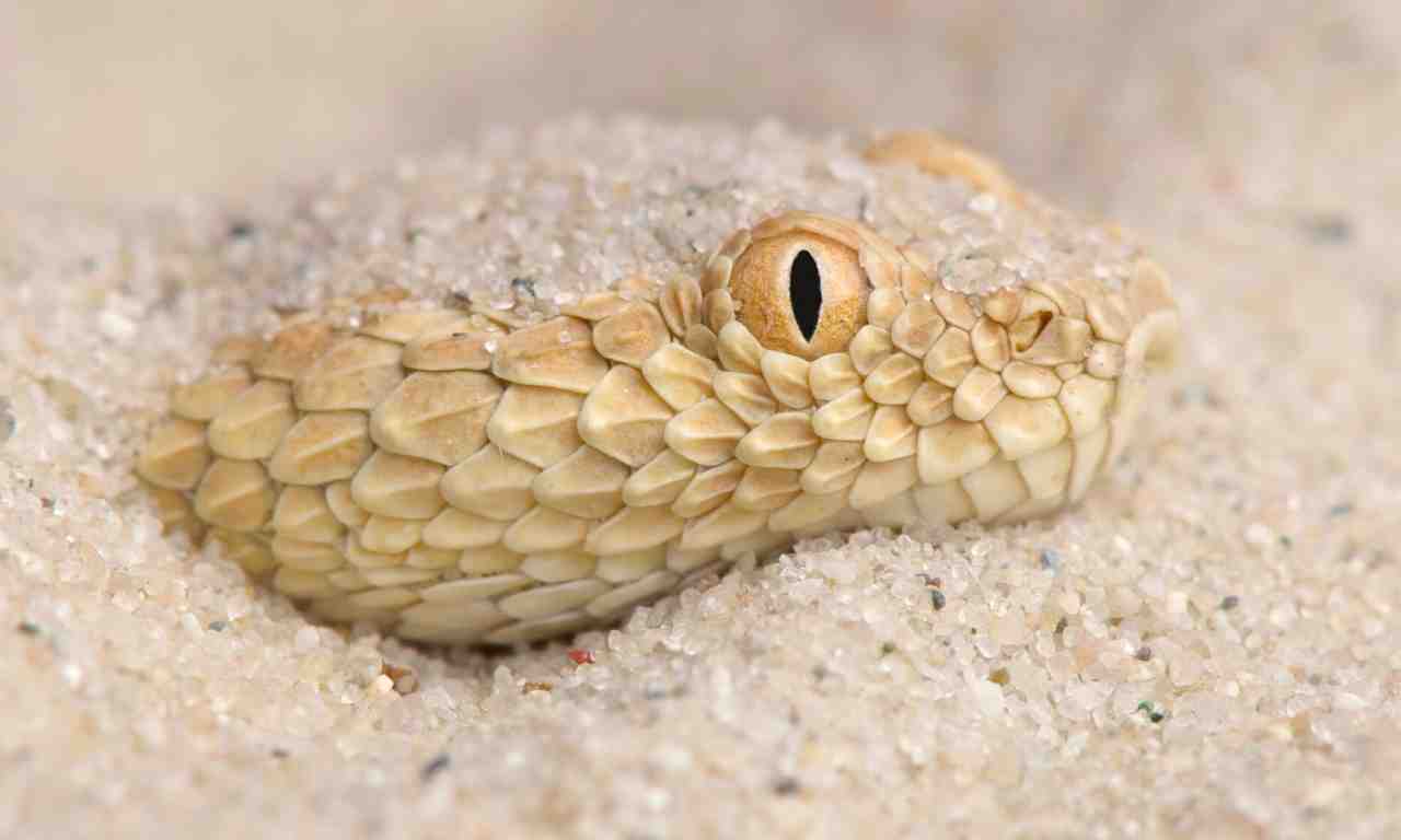 snake eye pupil in humans