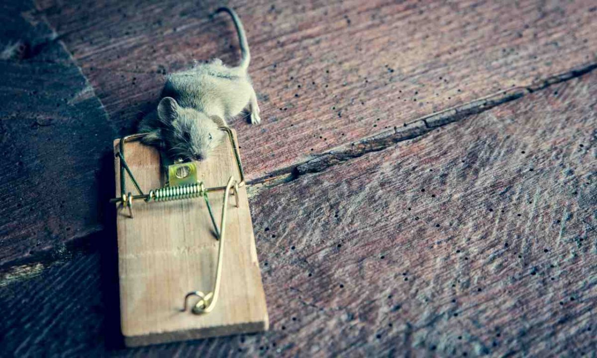 Spring Rat Trap | Pest Removal Warrior