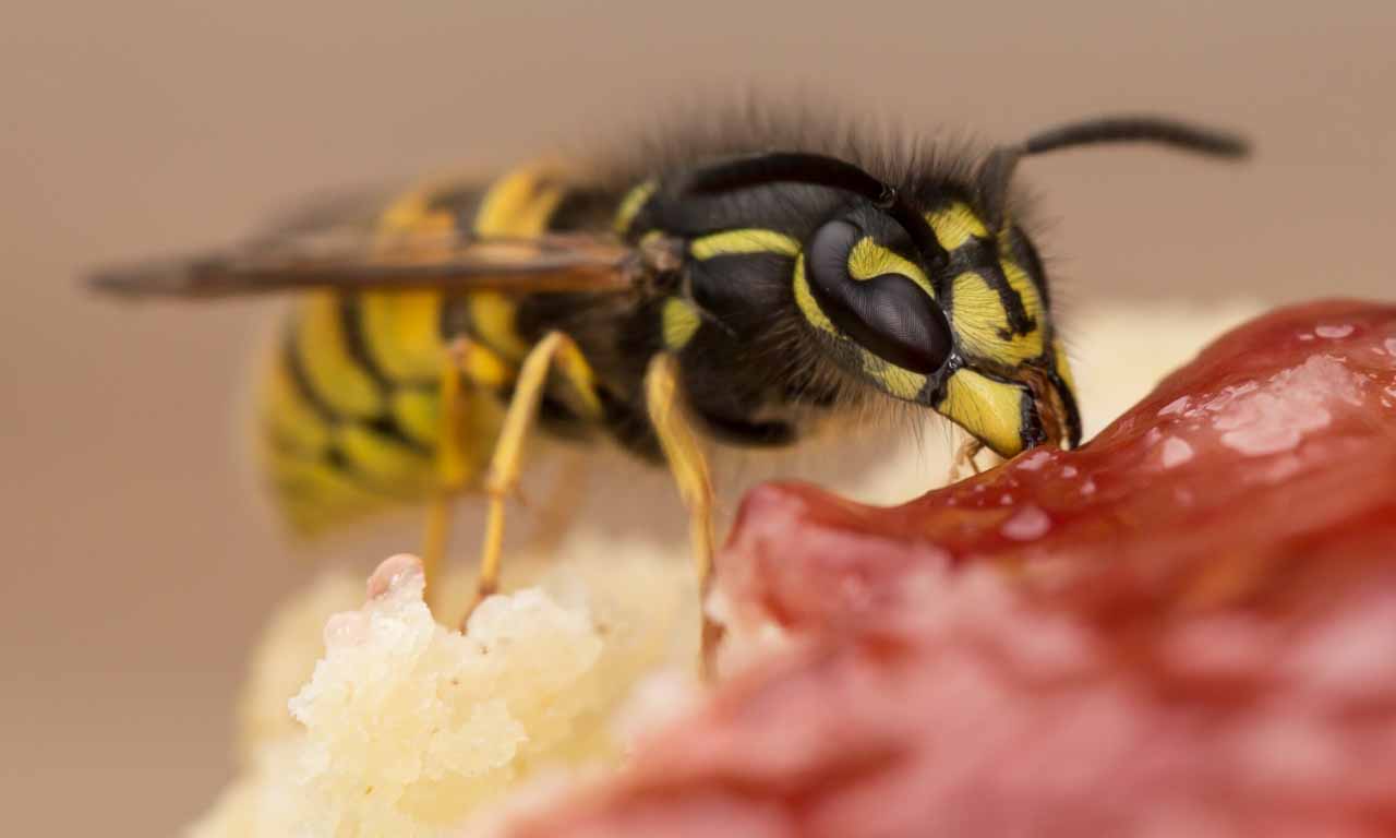 Wasp eating