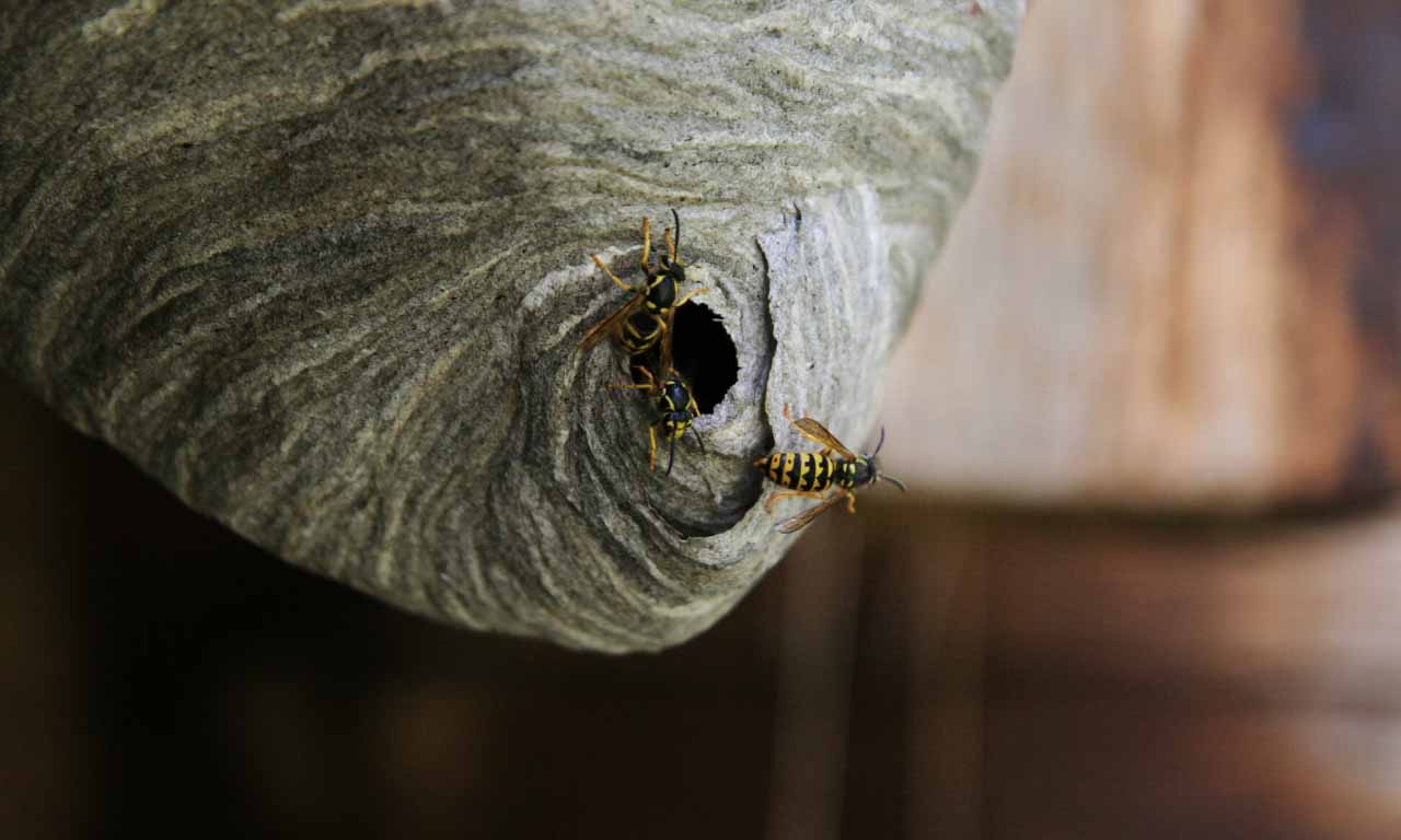 Wasp nest