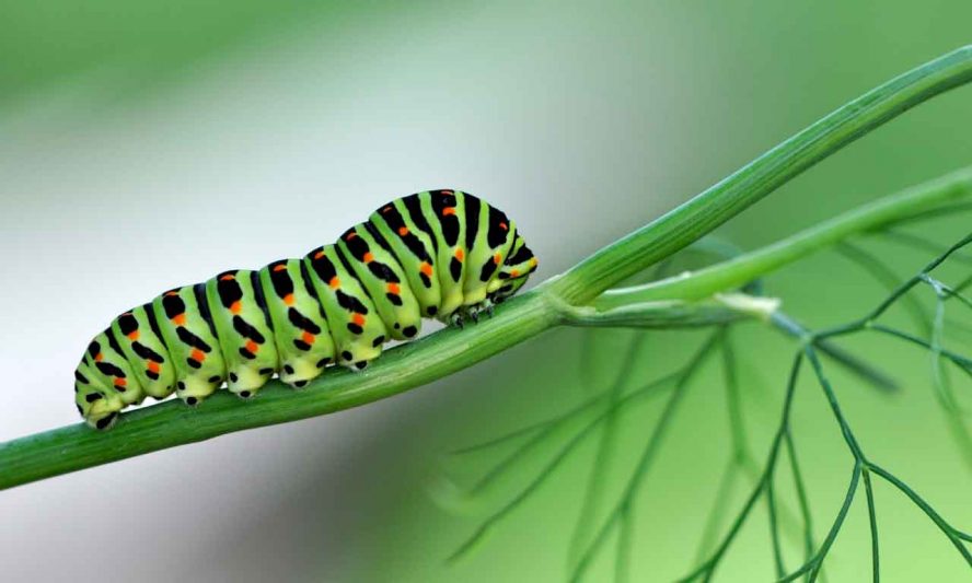 get rid of caterpillar