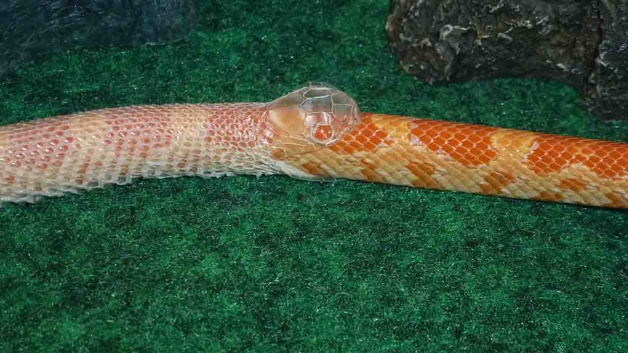 snake shedding skin
