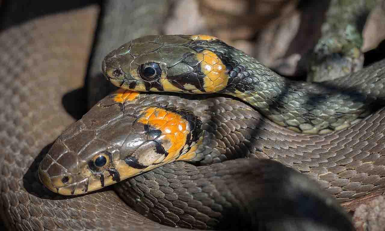 snakes mating