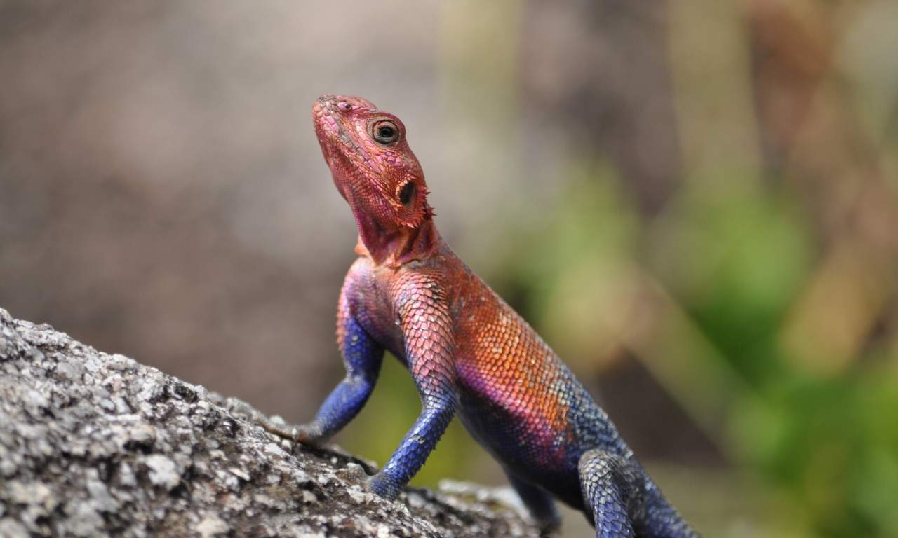 Agama Lizard