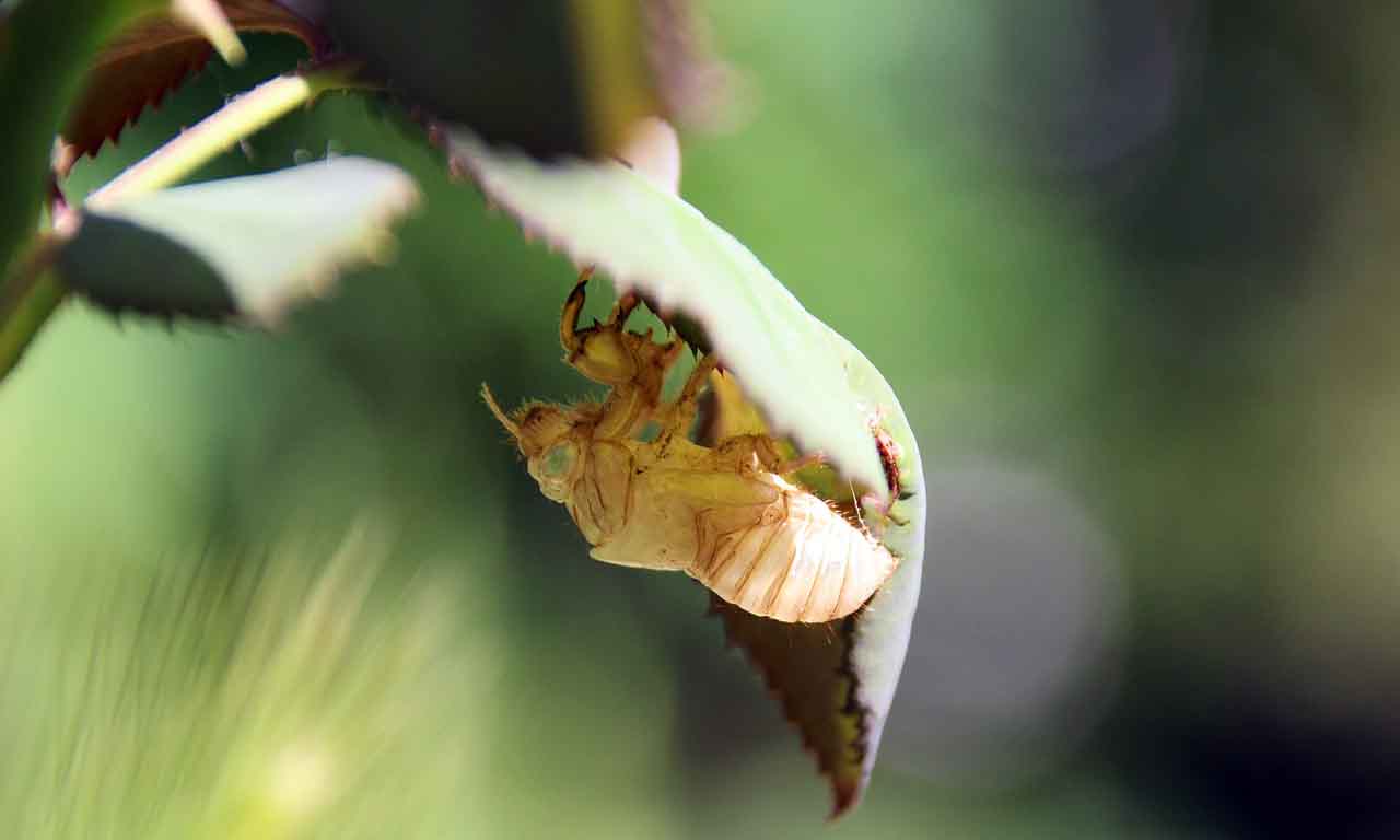 Cicada Insect Moulting 