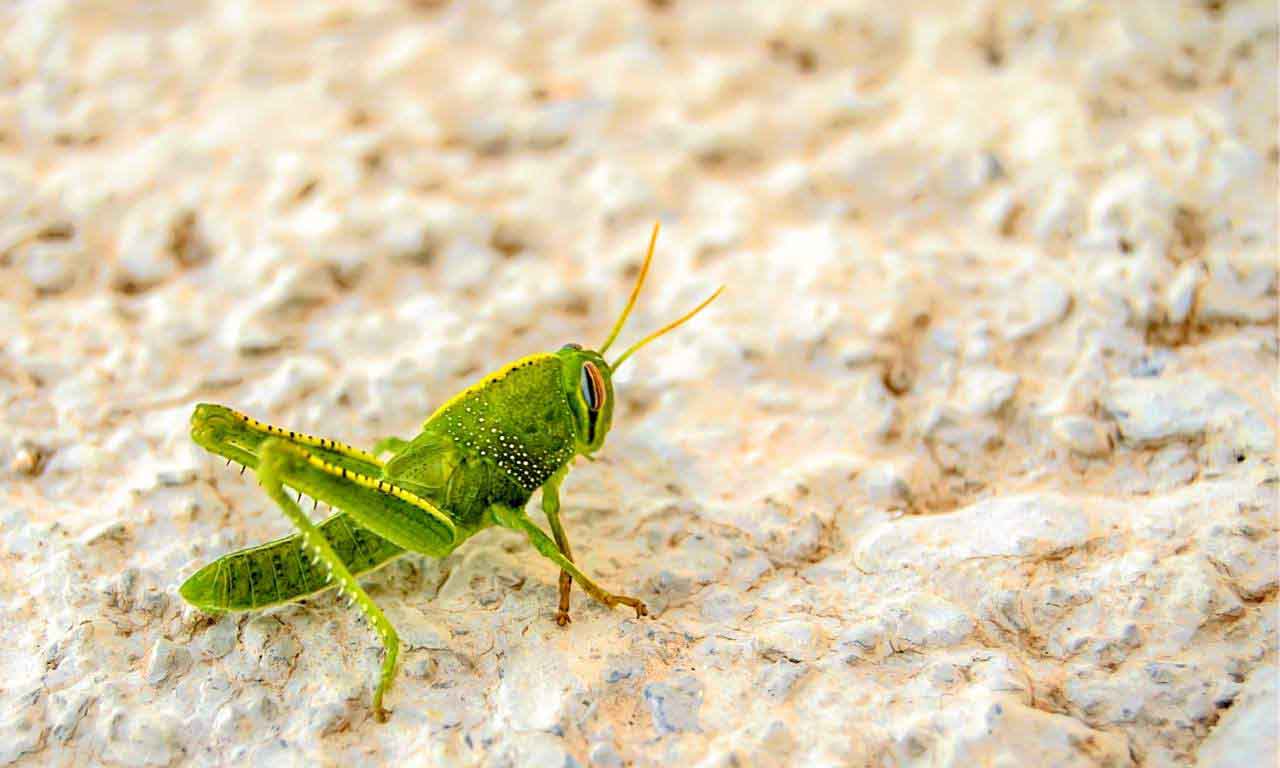 Grasshopper