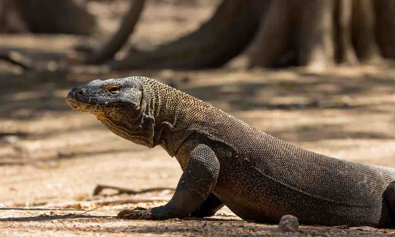 Komodo dragon