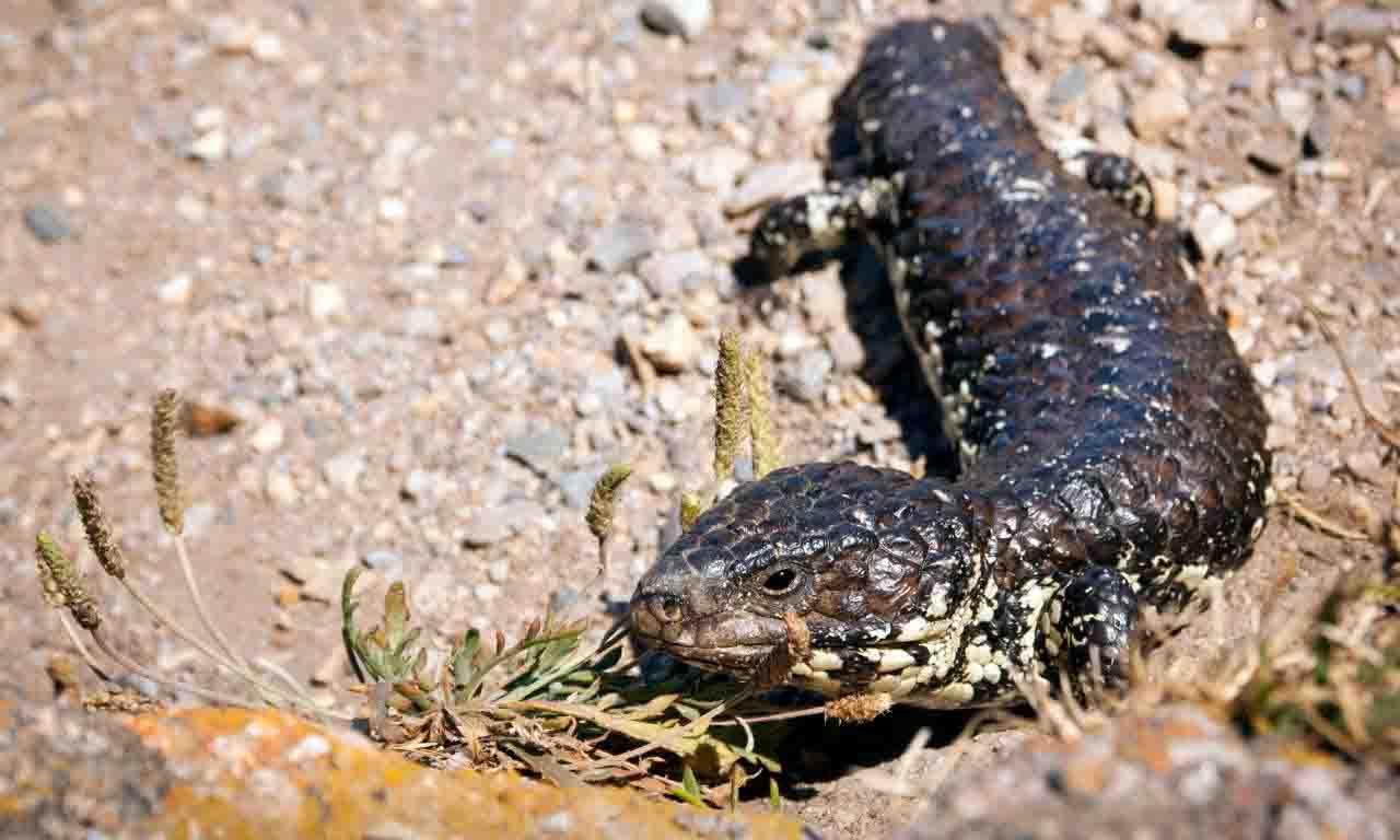 Lizard With No Tail