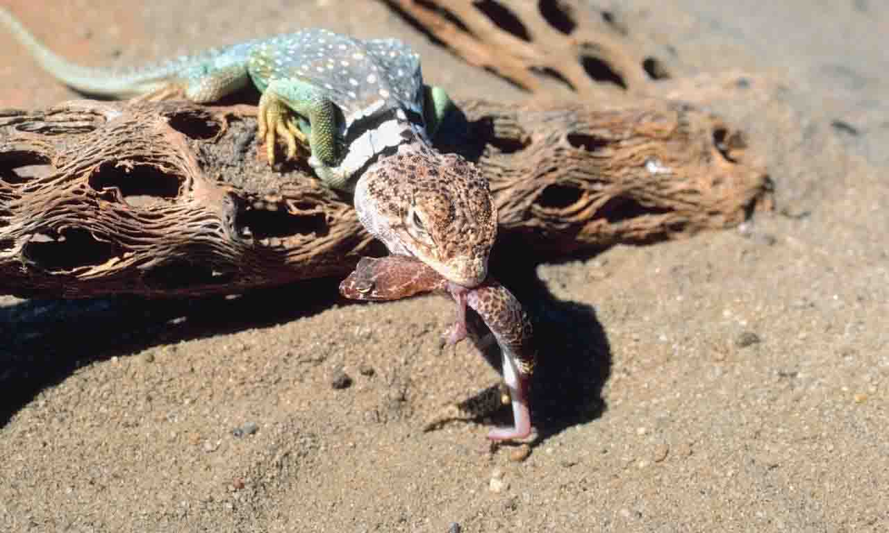 Lizard eat another lizard