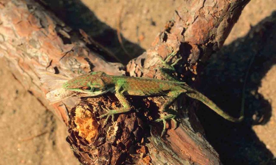 Lizard Eating