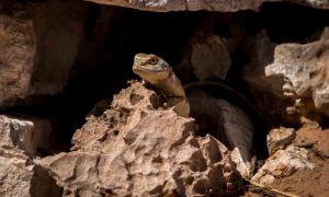 Lizard hiding