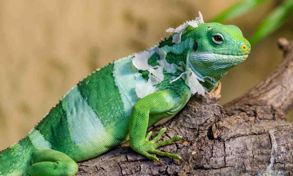 Where Lizards Go In Winter?