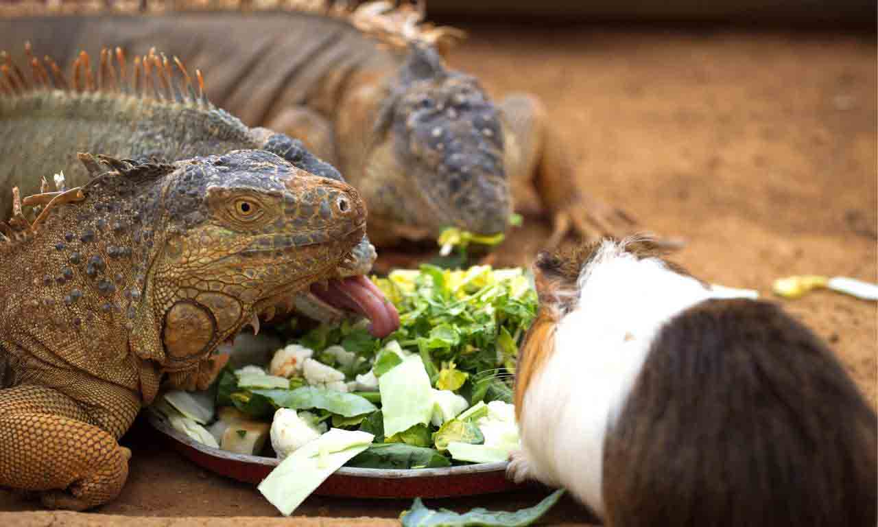 iguanas eating fruits and vegetables