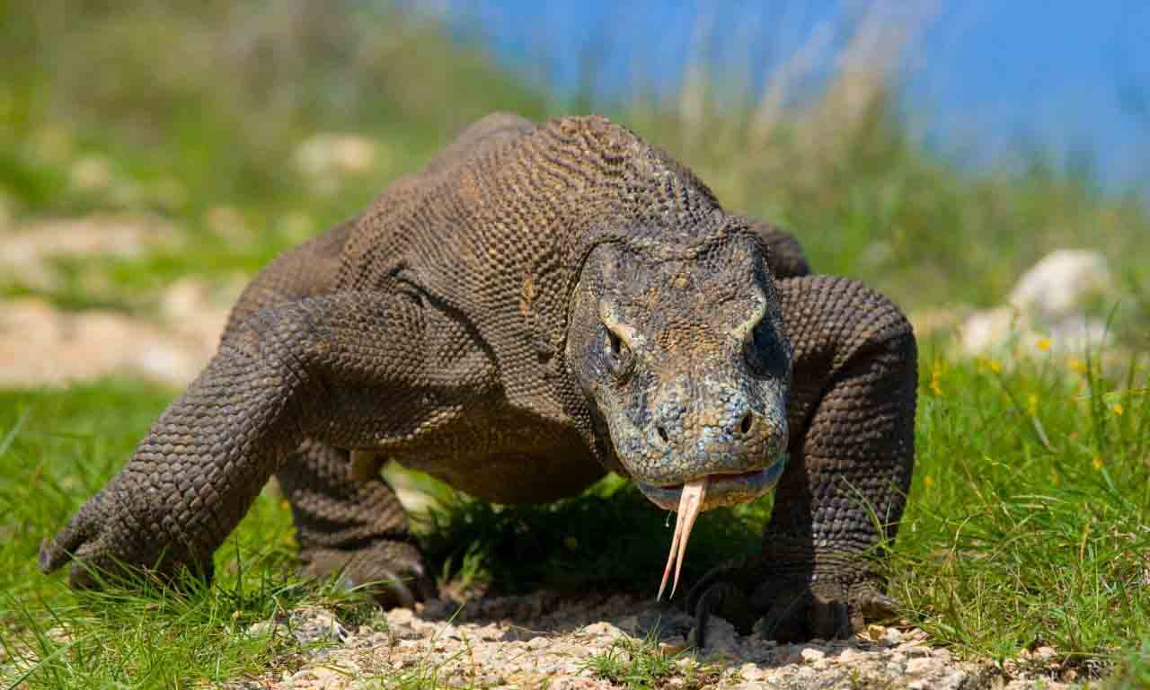 Komodo dragon