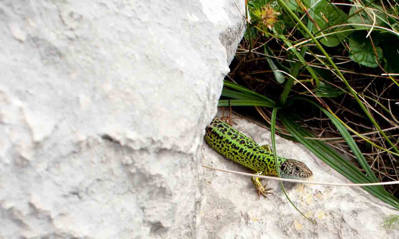 lizard in winter