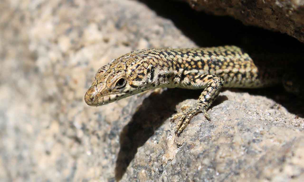 lizard hiding under stone