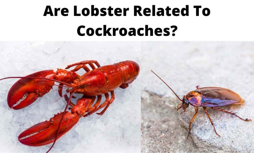 Are Lobster Related To Cockroaches