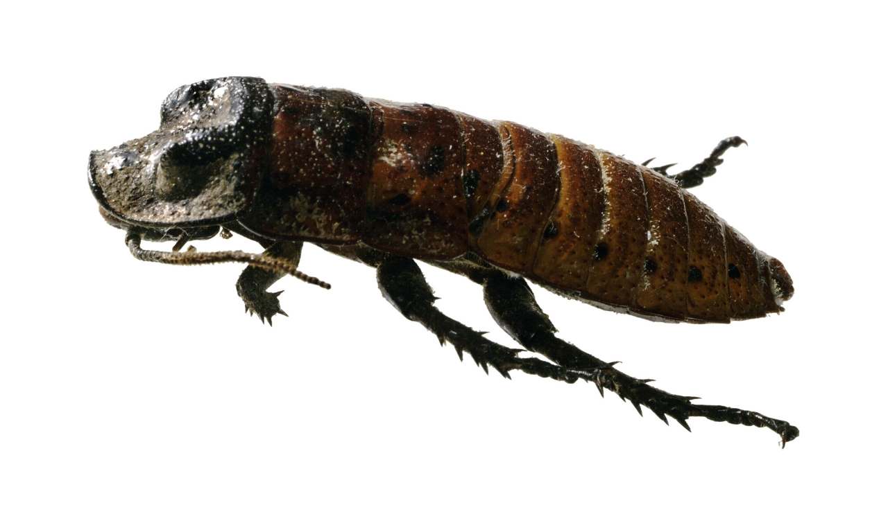 headless cockroach