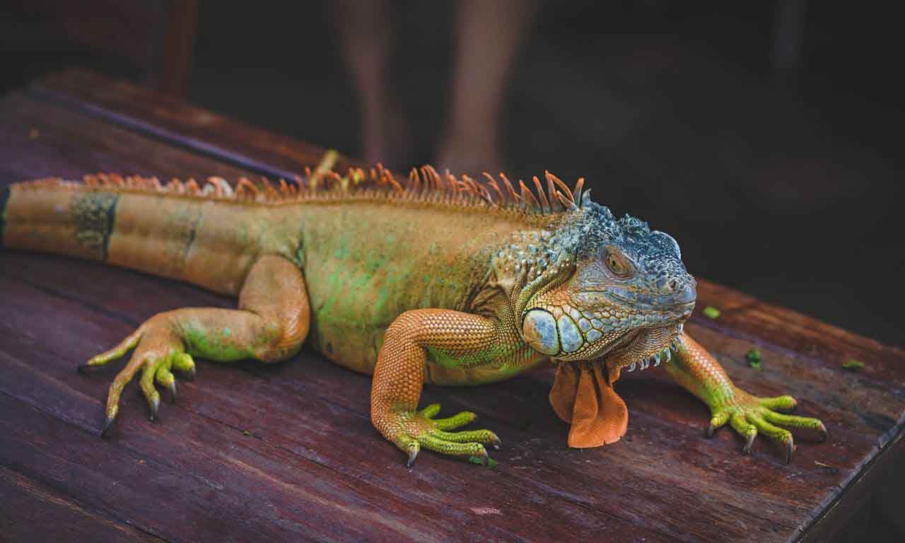 Fat Lizard How To Identify
