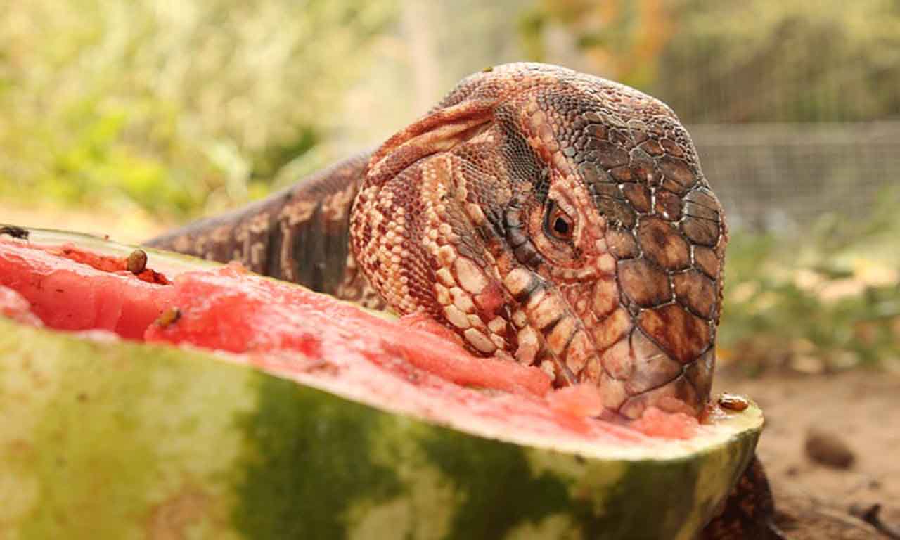 Lizard eating food