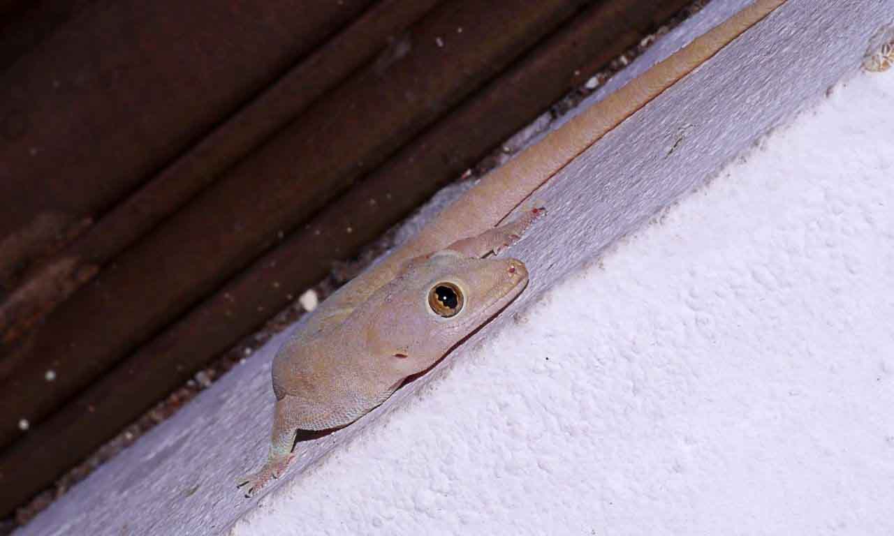 Lizard climbing walls