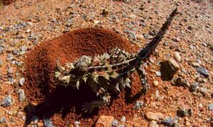 thorny devil lizard