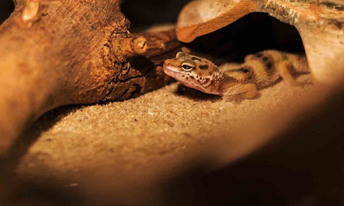 Do Lizards Crawl At Night?