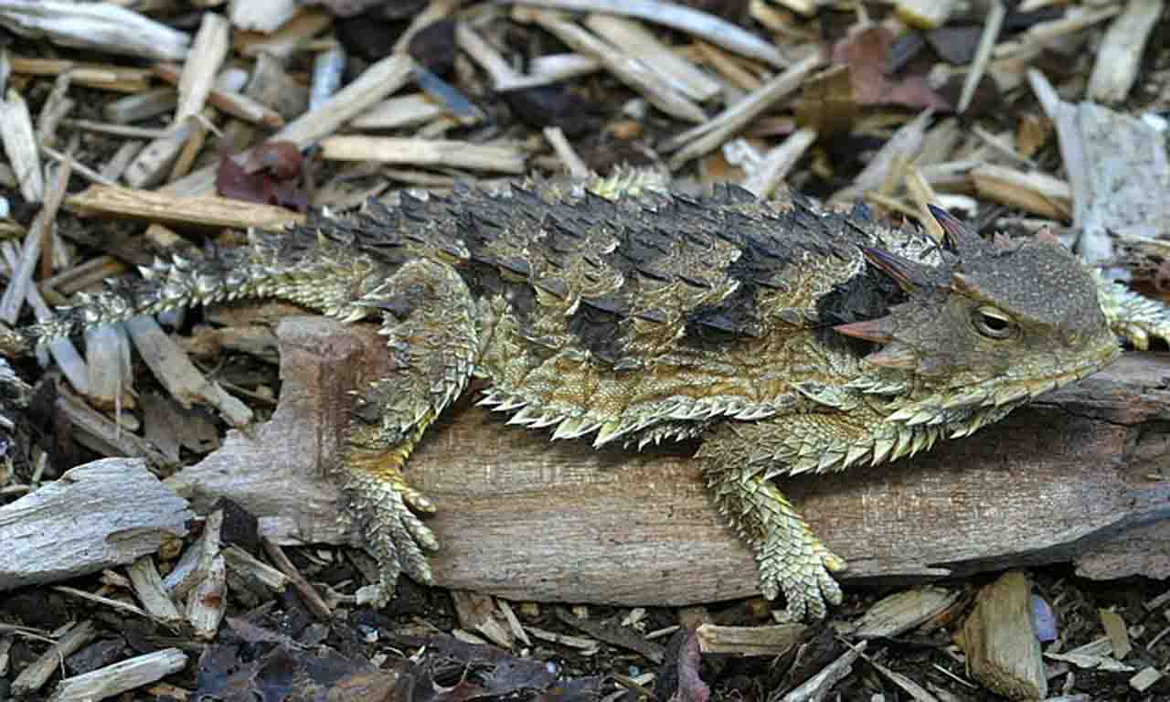 Horned Lizard