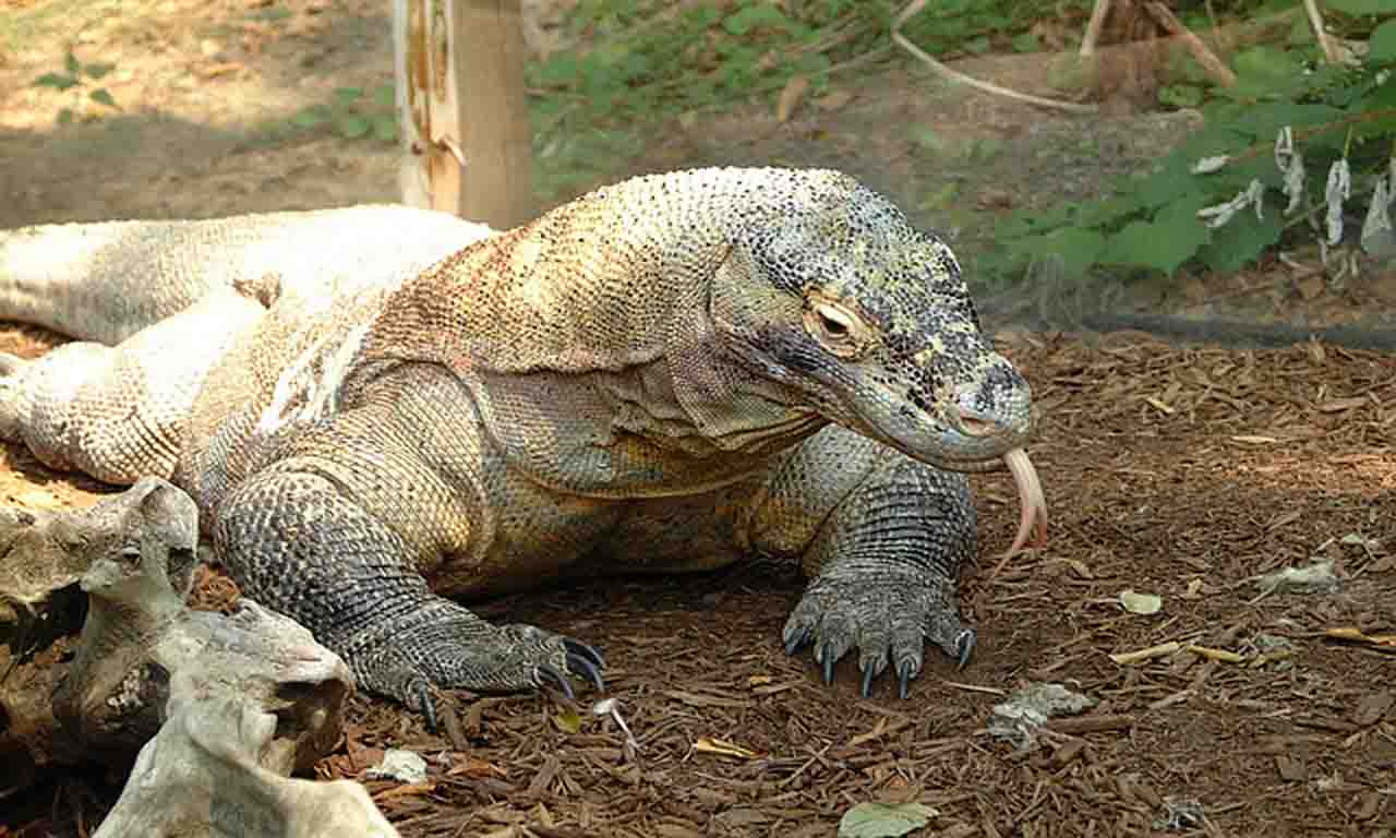 big lizard